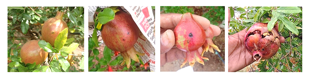 Symptoms on Pomegranate Fruit